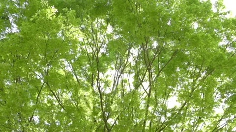 Fresh Green Trees and Backlight Stockbeeldmateriaal 332550622