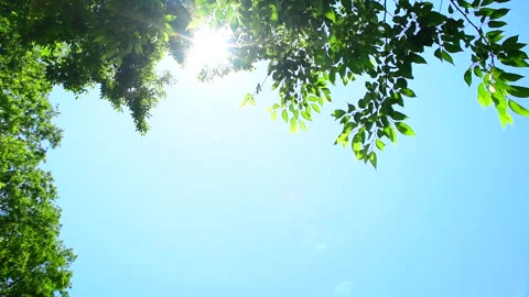 Fresh Green Trees and Dappled Sunlight 動画素材 330613249