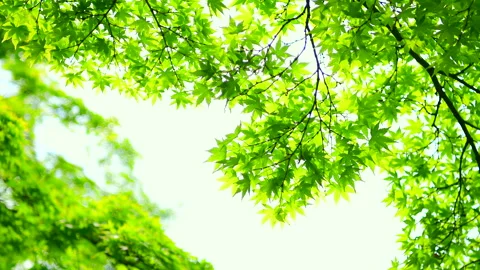 Fresh Green Trees and Light Stockbeeldmateriaal 330682803