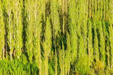Fresh green trees rising from below. Scenic beauty of Leh, Ladakh, India. Leh Stock Photos