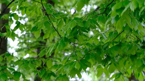 Fresh green trees in the spring park and birds singing Stock Footage 129805596