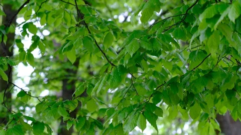 Fresh green trees in the spring park and birds singing Stock Footage 129805624