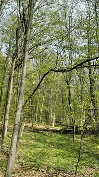 Fresh green trees in young spring forest on sunny day Stock Photos