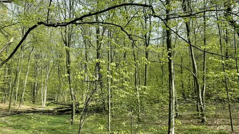 Fresh green trees in young spring forest on sunny day Stock Photos