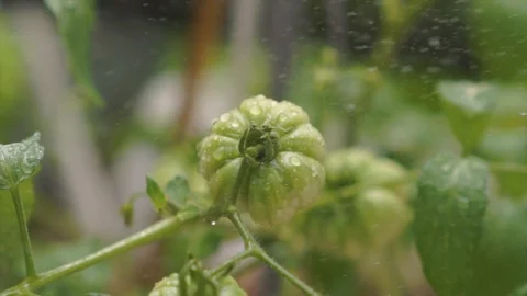 Fresh Green Tropical Fruit Sprayed by Water Stock Footage 96832148