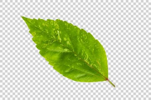 Fresh green variegated leaf isolated on transparent background Stock Illustration