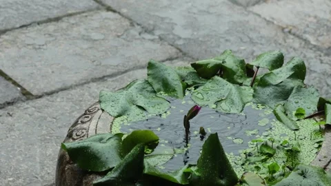 Fresh Green Vegetable Leaf on Grey Stone Background Stock Footage 340148913