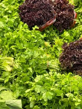 Fresh Green Vegetables Background. Dark leafy food background with green vege Stock Photos