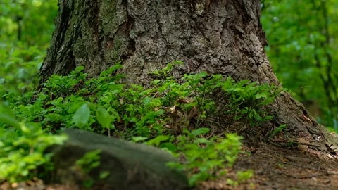 Fresh green vegetation and tree trunk Stock Footage 132800158