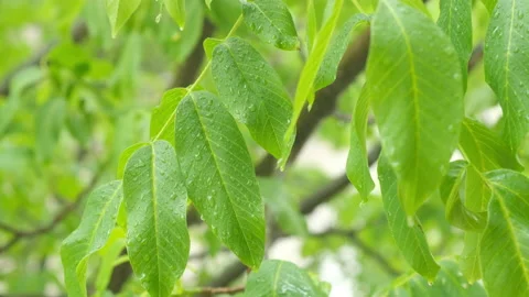 Fresh green walnut on branch Видео 131484663