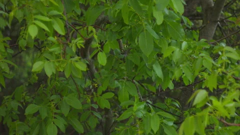Fresh Green Walnut Tree Leaves in Spring Stock-Footage 336235394