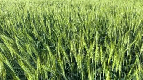 Fresh Green Wheat Ears Close-Up in Agricultural Field Stock Footage 332910653