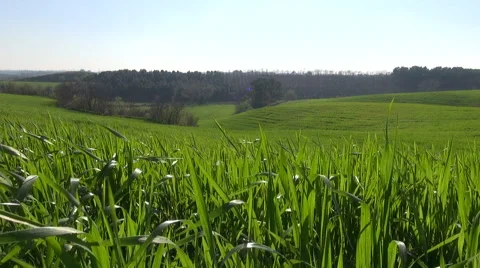 Fresh Green Wheat Field Moving on Spring Breeze Stock Footage 61927768