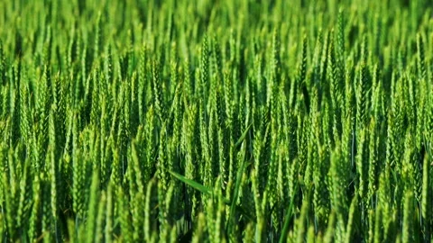 Fresh green wheat fields are showcasing their healthy growth during the early Video stock 311282198