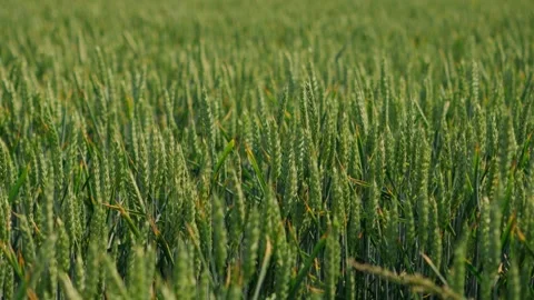 Fresh green wheat fields are showcasing their healthy growth during the early Stock Footage 311955609