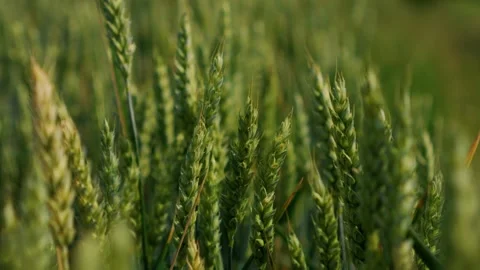 Fresh green wheat fields are showcasing their healthy growth during the early Stock Footage 311955918