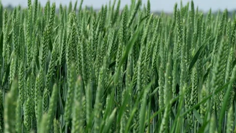 Fresh green wheat fields are showcasing their healthy growth during the early Stock Footage 311956645