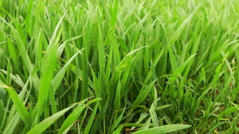 Fresh Green Wheat Grass Stock Footage 106457425
