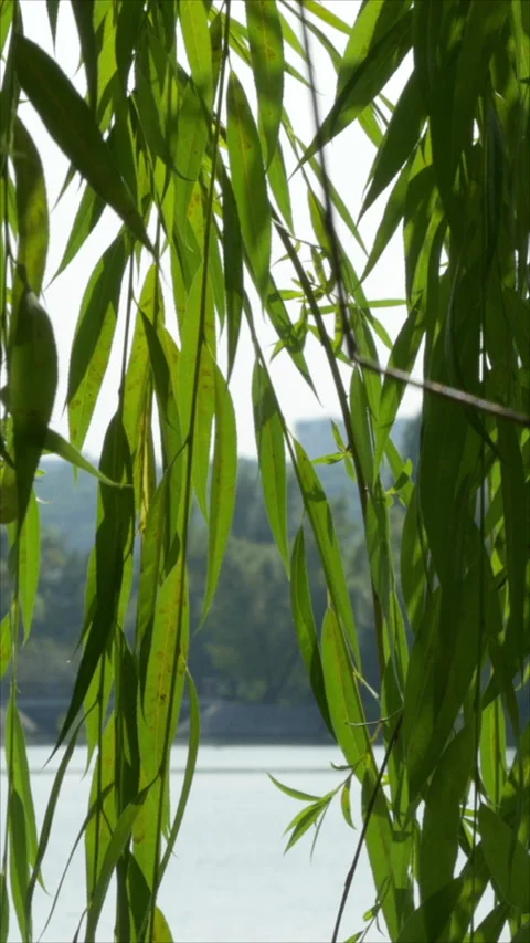 Fresh Green Willow Branches Gently Moving In The Breeze Against A Blurred Lake B Stock Footage 276179675