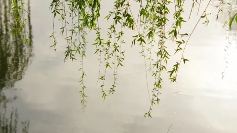 Fresh Green Willow Branches Hanging Over Calm Water Surface 動画素材 337411453