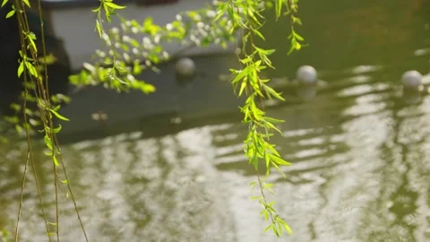 Fresh Green Willow Branches Hanging Over Calm Water Near Docked Boats Vídeos de archivo 337411816