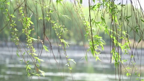 Fresh Green Willow Branches Swaying Gently Over A Calm Park Pond In Spring Video stock 342208682