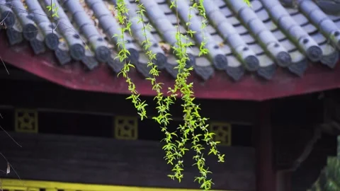 Fresh green willow branches swaying in front of traditional Chinese architecture Stock Footage 342222227