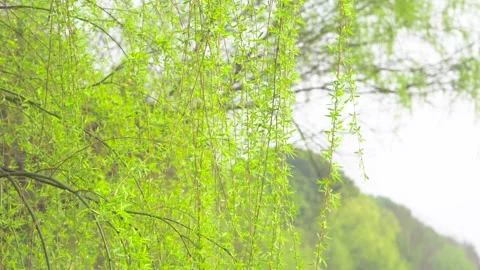 Fresh green willow branches swaying gently in the spring breeze in a park Stock Footage 342321486
