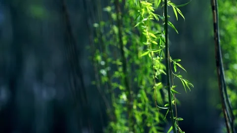 Fresh green willow willow branch willow leaf willow Stock Footage 257287997