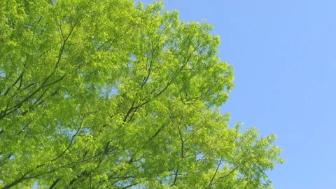 Fresh Green Zelkova Video stock 327432402