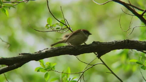 Fresh Greenery and Sparrows Stock-Footage 332399036