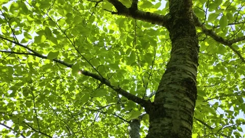 Fresh greenery and sunlight filtering through the trees Stock Footage 310864903