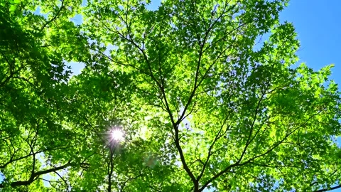 Fresh Greenery and Sunlight Vídeo Stock 330707771