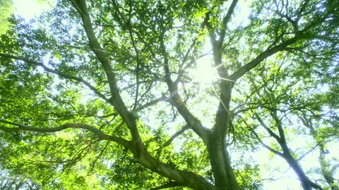 Fresh Greenery and Sunlight Through the Trees Vídeo Stock 330611230