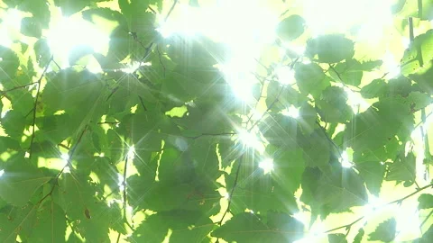 Fresh Greenery and Sunlight Through the Trees Vídeo Stock 330611589