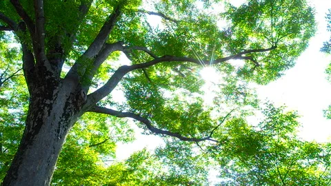 Fresh Greenery and Sunlight Through the Trees 動画素材 330611628