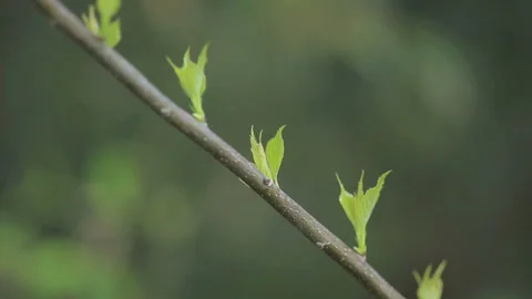 Fresh Greenery Stock Footage 327553741