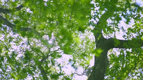 Fresh Greenery Vidéo 332792859