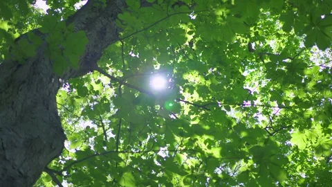 Fresh Greenery Vidéo 332793080