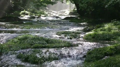 Fresh Greenery, Mountain Stream, and Rays of Sunlight Видео 332491323