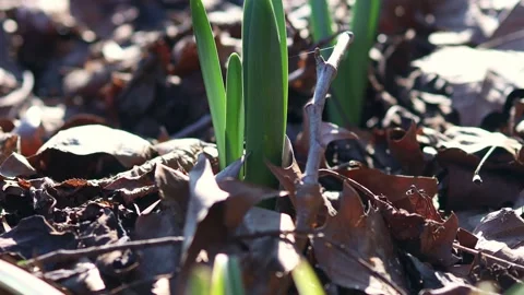 Fresh greenery in spring 4k 30fps video Stock Footage 267682695