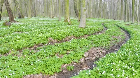 Fresh greens and delicate fragrant flowers Stock Footage 170780641