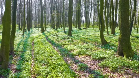 Fresh greens and delicate fragrant flowers Stock Footage 170780930