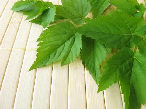 Fresh ground elder Stock Photos