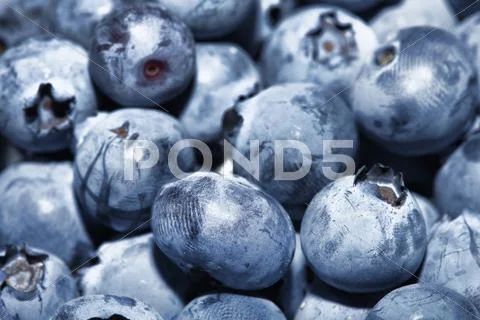 Fresh group of blueberries Stock Photos