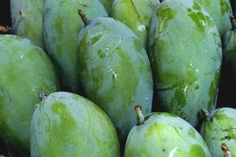 Fresh group mango Stock Photos