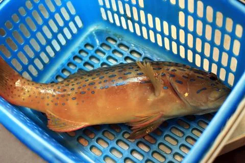 Fresh grouper Stockfoto's