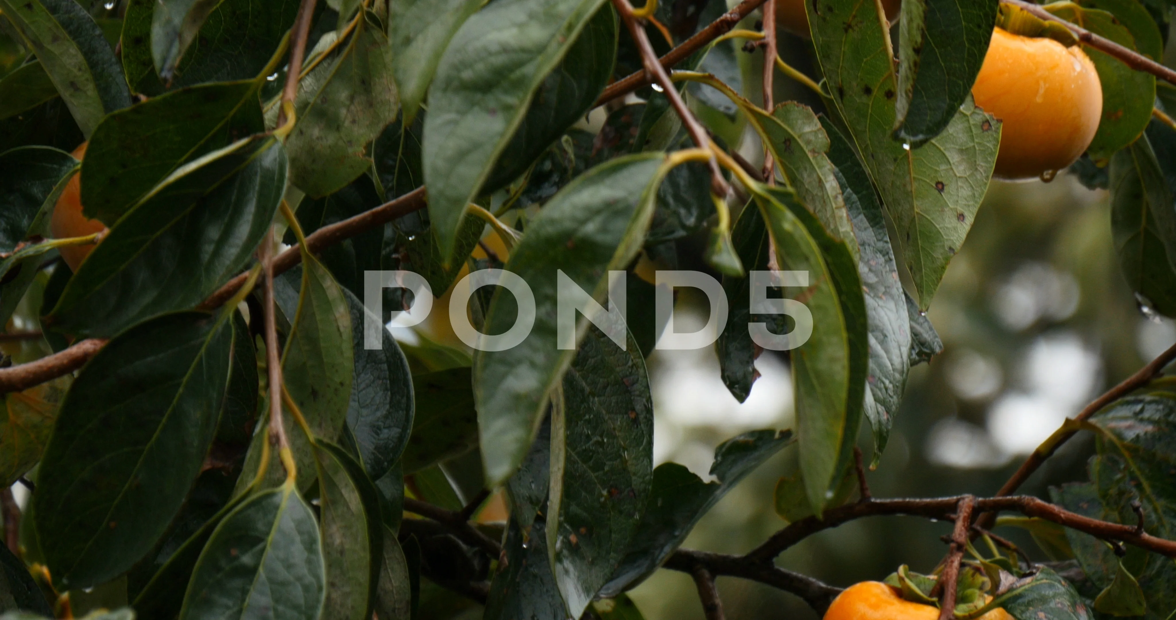 Grouth Stock Footage Royalty Free Stock Videos Pond5