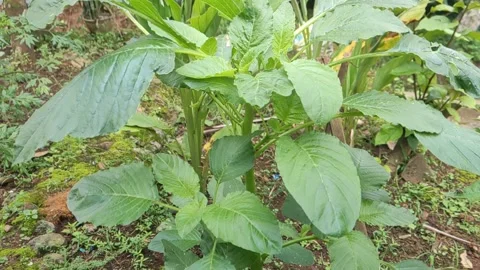Fresh Growing Spinach Vídeos de archivo 234184984