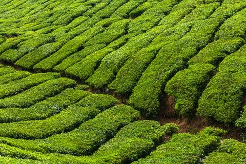 Fresh growing tea plantation pattern Stock Photos